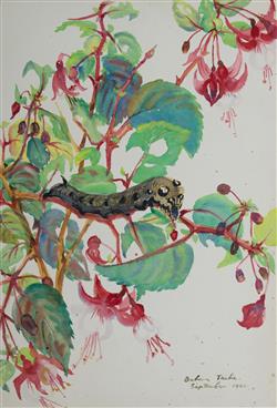 Full Catalogue Entry